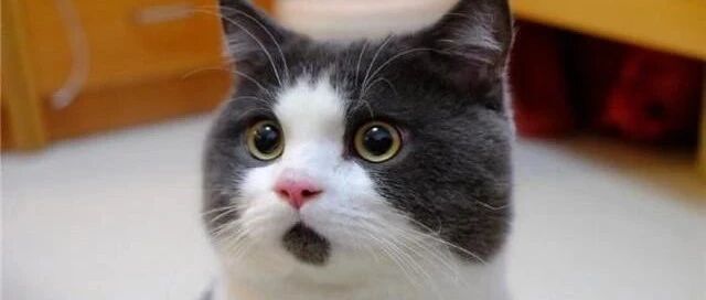 0409-d860a7c49c0b03b57d5396a19b694036