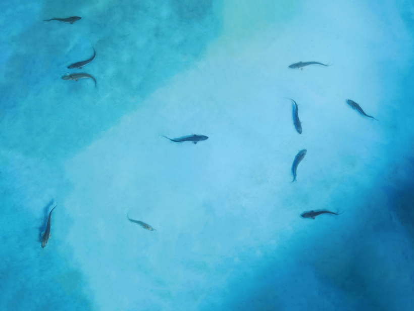 f1e9-97e3980b28af3b1f8110f19178f8d748